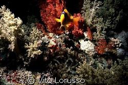 Fishs - Amphiprion bicinctus by Vito Lorusso 